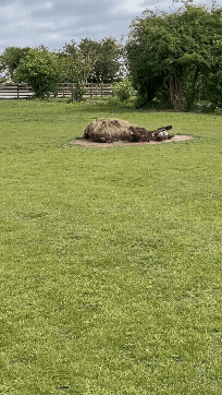 (사진=보호소 페이스북 Radcliffe Donkey Sanctuary, Huttoft) *재판매 및 DB 금지