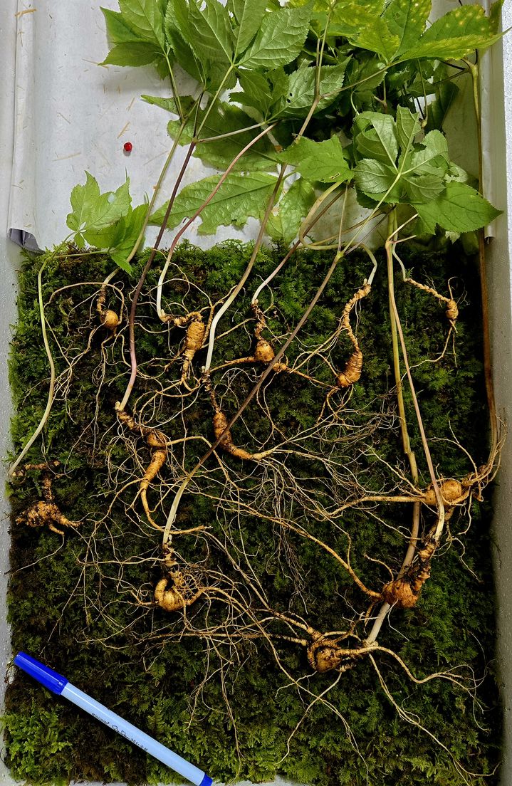 [순천=뉴시스] 순천 승주 지역 산속에서 최근 발견한 70년근 천종산삼. (사진=한국전통심마니협회 제공) 2025.10.01. photo@newsis.com *재판매 및 DB 금지