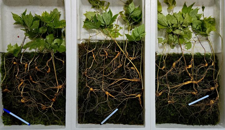 [순천=뉴시스] 순천 승주 지역 산속에서 9월 25일부터 3일간 발견한 70년근 천종산삼 34뿌리. 감정가 1억 3000만원 책정. (사진=한국전통심마니협회 제공) 2025.10.01. photo@newsis.com *재판매 및 DB 금지