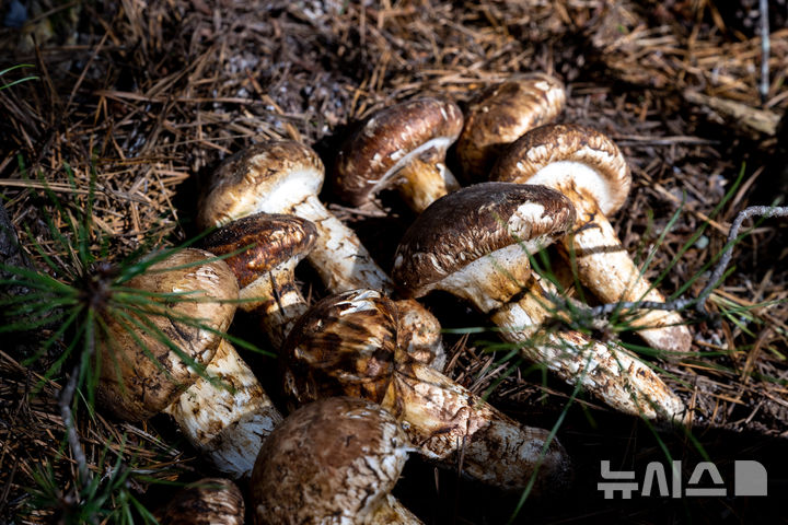 [영덕=뉴시스] 영덕송이. (사진=영덕군 제공) 2025.10.01. photo@newsis.com