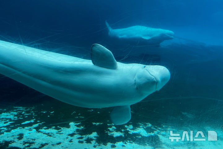 [온타리오=AP/뉴시스] 2023년 6월 9일, 캐나다 온타리오 주 나이아가라 폭포의 마린랜드 놀이공원 수조에서 벨루가 고래가 헤엄치고 있다. 2023.06.09.