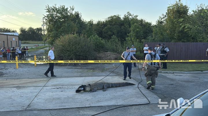 [뉴시스]28일(현지시간) 미국 조지아주 맥도날드 주차장 현장에 출동한 전문가들이 악어를 포획하고 있다. (사진=13WMAZ) 2025.09.29. 
