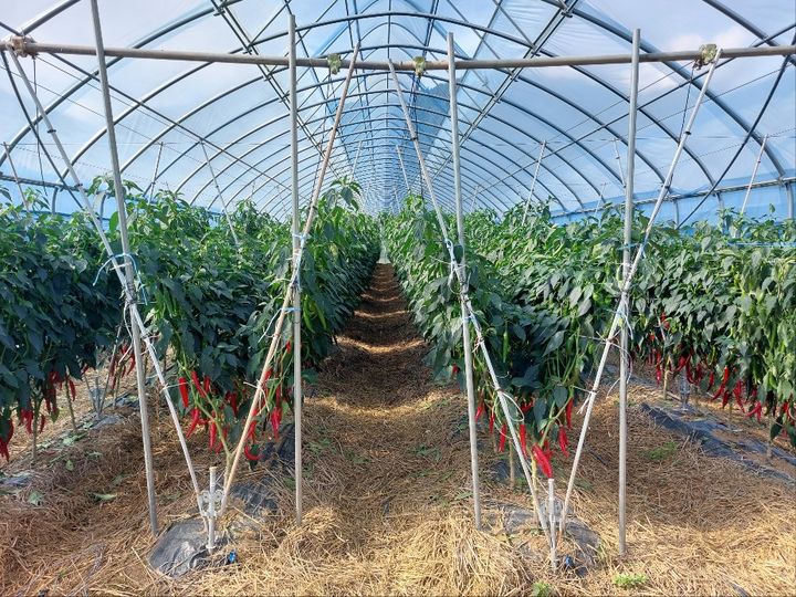 [안동=뉴시스] 영양 고추특구의 고깔형 비가림하우스 고추재배. (사진=경북도 제공) 2025.10.02 photo@newsis.com *재판매 및 DB 금지