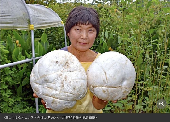 [서울=뉴시스] 일본 도쿠시마현 나카정에 거주하는 유시키 미요(72)씨가 밭에서 배구공 만한 크기의 거대한 버섯 '오니후스베'를 발견했다.(사진: 도쿠시마신문 캡처) 2025.10.02.
