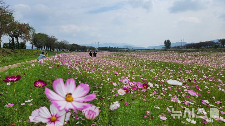 [진천=뉴시스] 백곡천 코스모스밭 (사진=진천군 제공)