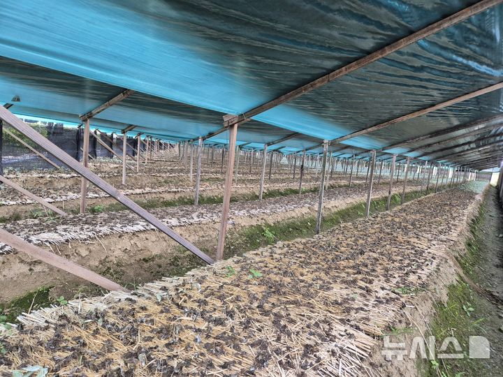 [괴산=뉴시스] 폭염 인삼 피해 현장 (사진= 괴산군 제공) 2025.10.02. photo@newsis.com *재판매 및 DB 금지