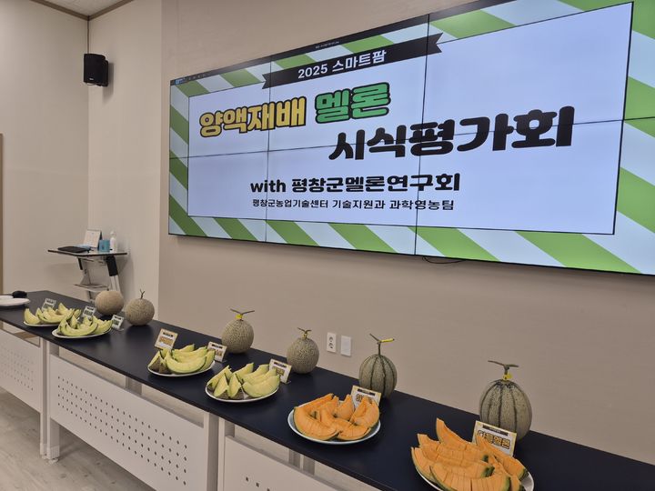 [평창=뉴시스] 스마트팜 양액재배 평창 멜론. (사진=뉴시스 DB). photo@newsis.com *재판매 및 DB 금지