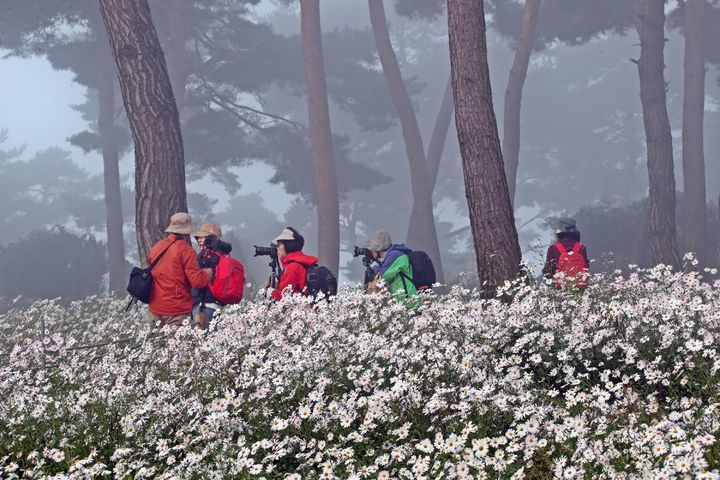 [정읍=뉴시스] 지난해 정읍 '구절초 꽃축제' 기간 전국의 사진작가들이 솔숲 아래 신비한 구절초의 모습을 담고 있는 모습. *재판매 및 DB 금지