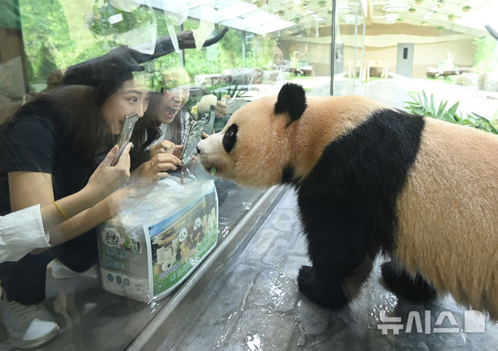 [용인=뉴시스] 김종택 기자 = 국내에서 태어난 최초의 쌍둥이 판다 후이바오가 2일 경기 용인시 에버랜드내 새로운 보금자리인 '판다 세컨드하우스'에서 사전초청 관람객들과 인사하고 있다. 판다 세컨드하우스는 판다월드 바로 옆 약 1200㎡ 부지에 실내외 방사장과 내실 등을 갖춘 아기 판다들만의 전용 공간으로 조성됐다.에버랜드는 추석 연휴가 시작하는 오는 3일 판다 세컨드하우스를 일반에 공개한다. 2025.10.02. jtk@newsis.com