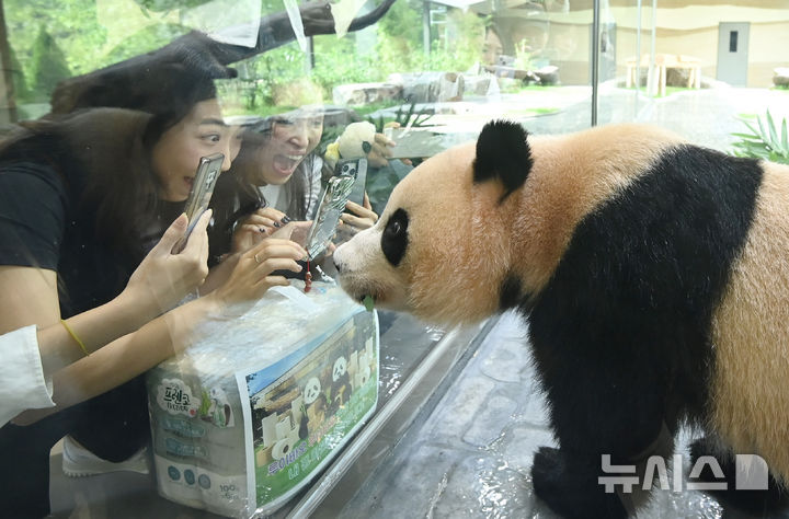 [용인=뉴시스] 김종택 기자 = 국내에서 태어난 최초의 쌍둥이 판다 후이바오가 2일 경기 용인시 에버랜드내 새로운 보금자리인 '판다 세컨드하우스'에서 사전초청 관람객들과 인사하고 있다. 판다 세컨드하우스는 판다월드 바로 옆 약 1200㎡ 부지에 실내외 방사장과 내실 등을 갖춘 아기 판다들만의 전용 공간으로 조성됐다.에버랜드는 추석 연휴가 시작하는 오는 3일 판다 세컨드하우스를 일반에 공개한다. 2025.10.02. jtk@newsis.com