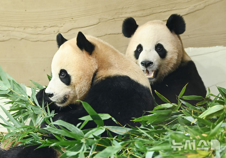 [용인=뉴시스] 김종택 기자 = 국내에서 태어난 최초의 쌍둥이 판다 루이바오·후이바오가 2일 경기 용인시 에버랜드내 새로운 보금자리인 '판다 세컨드하우스'에서 먹이를 먹고 있다. 판다 세컨드하우스는 판다월드 바로 옆 약 1200㎡ 부지에 실내외 방사장과 내실 등을 갖춘 아기 판다들만의 전용 공간으로 조성됐다.에버랜드는 추석 연휴가 시작하는 오는 3일 판다 세컨드하우스를 일반에 공개한다. 2025.10.02. jtk@newsis.com