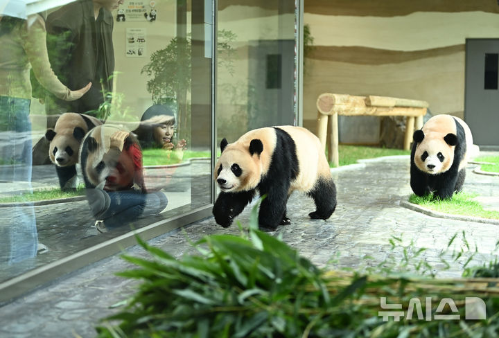 [용인=뉴시스] 김종택 기자 = 국내에서 태어난 최초의 쌍둥이 판다 루이바오·후이바오가 2일 경기 용인시 에버랜드내 새로운 보금자리인 '판다 세컨드하우스'에서 즐거운 시간을 보내고 있다. 판다 세컨드하우스는 판다월드 바로 옆 약 1200㎡ 부지에 실내외 방사장과 내실 등을 갖춘 아기 판다들만의 전용 공간으로 조성됐다.에버랜드는 추석 연휴가 시작하는 오는 3일 판다 세컨드하우스를 일반에 공개한다. 2025.10.02. jtk@newsis.com