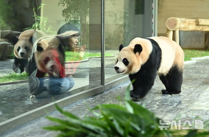 [용인=뉴시스] 김종택 기자 = 국내에서 태어난 최초의 쌍둥이 판다 루이바오·후이바오가 2일 경기 용인시 에버랜드내 새로운 보금자리인 '판다 세컨드하우스'에서 즐거운 시간을 보내고 있다. 판다 세컨드하우스는 판다월드 바로 옆 약 1200㎡ 부지에 실내외 방사장과 내실 등을 갖춘 아기 판다들만의 전용 공간으로 조성됐다.에버랜드는 추석 연휴가 시작하는 오는 3일 판다 세컨드하우스를 일반에 공개한다. 2025.10.02. jtk@newsis.com