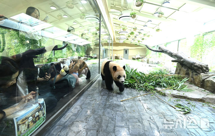 [용인=뉴시스] 김종택 기자 = 국내에서 태어난 최초의 쌍둥이 판다 루이바오·후이바오가 2일 경기 용인시 에버랜드내 새로운 보금자리인 '판다 세컨드하우스'에서 즐거운 시간을 보내고 있다. 판다 세컨드하우스는 판다월드 바로 옆 약 1200㎡ 부지에 실내외 방사장과 내실 등을 갖춘 아기 판다들만의 전용 공간으로 조성됐다.에버랜드는 추석 연휴가 시작하는 오는 3일 판다 세컨드하우스를 일반에 공개한다. 2025.10.02. jtk@newsis.com