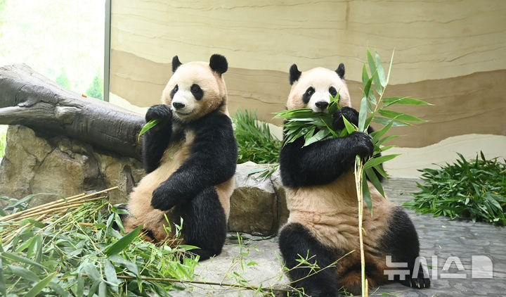[용인=뉴시스] 김종택 기자 = 국내에서 태어난 최초의 쌍둥이 판다 루이바오·후이바오가 2일 경기 용인시 에버랜드내 새로운 보금자리인 '판다 세컨드하우스'에서 먹이를 먹고 있다. 판다 세컨드하우스는 판다월드 바로 옆 약 1200㎡ 부지에 실내외 방사장과 내실 등을 갖춘 아기 판다들만의 전용 공간으로 조성됐다.에버랜드는 추석 연휴가 시작하는 오는 3일 판다 세컨드하우스를 일반에 공개한다. 2025.10.02. jtk@newsis.com