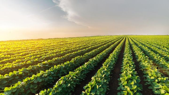 [서울=뉴시스] 미국의 대표적인 대두 생산지인 미네소타주의 일망무제의 콩밭.미중 정상회담에서 중국이 미국산 콩을 대량 구매하기로 합의한 것으로 발표됐으나 실제로는 이행되기 어려운 것으로 전해진다. (출처: 미네소타대두협회 홈페이지) 2025.11.15. *재판매 및 DB 금지