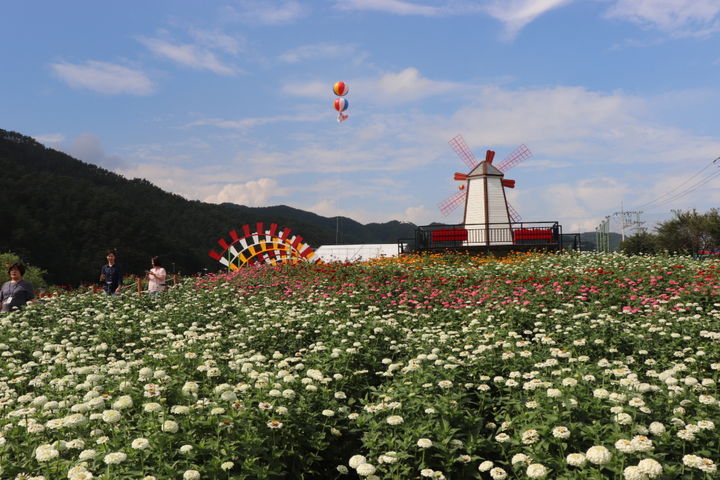 [평창=뉴시스] 평창 백일홍 축제. (사진=뉴시스 DB). photo@newsis.com *재판매 및 DB 금지