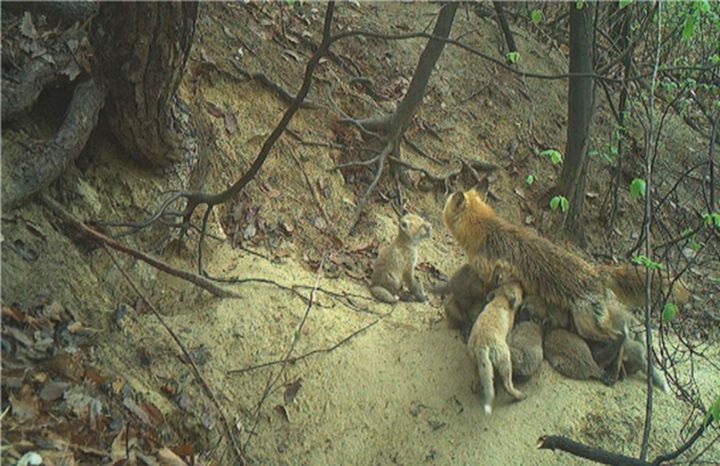 [세종=뉴시스] 어미 여우의 새끼 12마리 양육 모습. (사진=국립공원공단). *재판매 및 DB 금지