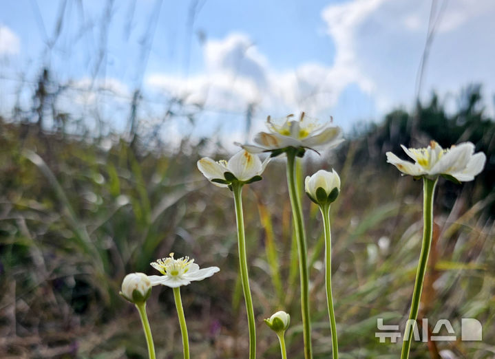[광주=뉴시스] 무등산 장불재에 활짝 핀 물매화. (사진=무등산국립공원사무소 제공) 2025.10.03. photo@newsis.com&nbsp; *재판매 및 DB 금지