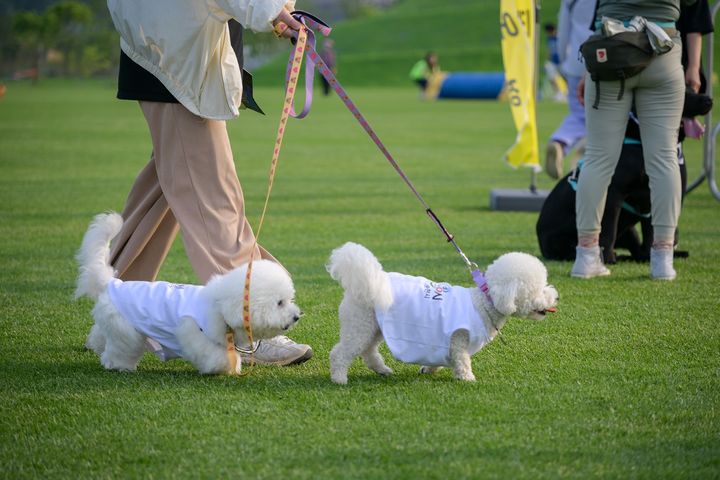 [순천=뉴시스] 오천그린광장을 산책하는 강아지들. (사진=순천시 제공) 2025.10.05. photo@newsis.com *재판매 및 DB 금지