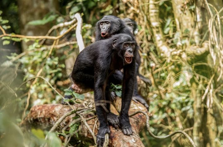 [서울=뉴시스] 보노보, 침팬지, 고래 등 동물에게도 언어를 조합해 의사소통을 하는 능력이 있으며, 이를 AI로 재현해 해석할 수 있다는 연구 결과가 나왔다. (사진 = 네이처 캡처) 2025.10.05. *재판매 및 DB 금지