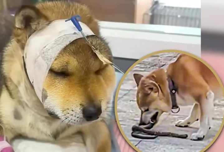 [뉴시스] 중국의 한 반려견이 주인을 독사로부터 지켜내며 생사의 고비를 넘긴 사실이 알려려졌다. 2025.10.06. (사진=SCMP 캡처). *재판매 및 DB 금지