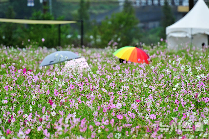 [하동=뉴시스] 차용현 기자 = 6일 오전, 추석 연휴를 맞아 경남 하동군 북천면 코스모스·메밀꽃 단지를 찾은 탐방객들이 가을비를 맞으며 꽃길을 걷고 있다. 이곳에는 비가 내리는 궂은 날씨에도 방문객들의 발걸음은 이어지고 있다. 2025.10.06. con@newsis.com