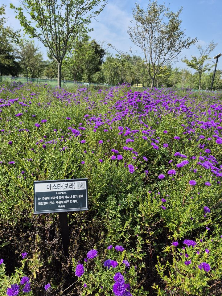[구미=뉴시스] 아스타 국화. (사진=구미시 제공) 2025.10.07 photo@newsis.com *재판매 및 DB 금지