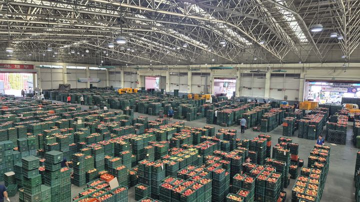 [안동=뉴시스] 안동농산물도매시장 경매장 내부. (사진=경북도 제공) 2025.10.07 photo@newsis.com *재판매 및 DB 금지