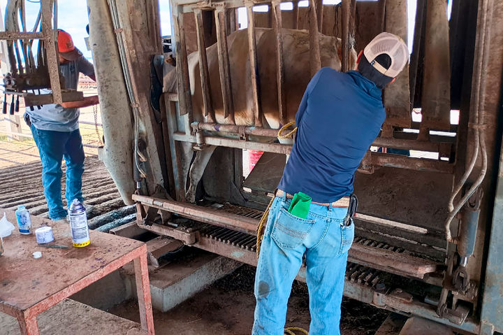 [서울=뉴시스] 멕시코 농축산물안전청(SENASICA)은 6일(현지 시간) 보도자료를 통해 "누에보레온주 몬테모렐로스 지역에 있는 한 송아지가 이른바 '신세계 나사벌레'라 불리는 기생파리 애벌레에 감염된 사실을 파악했다"고 밝혔다. (사진=SENASICA 홈페이지 갈무리) 2025.10.06. *재판매 및 DB 금지
