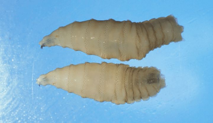 [서울=뉴시스] '살 파먹는 구더기'로 알려진 신세계 나사벌레. (사진출처=미국 CDC 홈페이지 캡처) 2025.10.07.