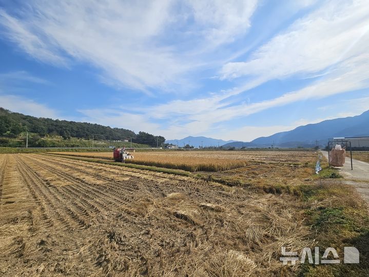 [고성(경남)=뉴시스] 신정철 기자= 경남 고성군은 2025년산 공공비축미곡 총매입량은 2024년 당초 배정량보다 39% 증가한 7142t(17만8562포/40kg)이며, 도내에서 벼 재배면적 대비 매입량이 가장 많다고 9일 밝혔다.사진은 고성군 영오면 삼락벼재배단지 벼수확 모습.(사진=뉴시스DB(.2025.10.09. sin@newsis.com