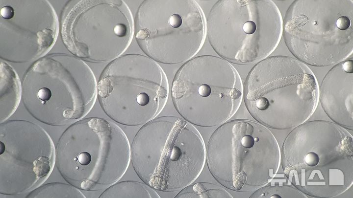 [제주=뉴시스] 고수온과 질병 적응력이 높은 광어 육종 연구 과정 중의 2세대 개량 단계 수정란 모습. (사진=제주도 해양수산연구원 제공) 2025.10.09. photo@newsis.com *재판매 및 DB 금지