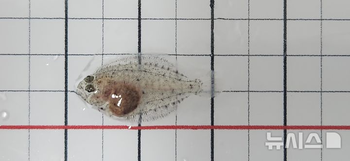 [제주=뉴시스] 부화 후 38일된 광어 모습. (사진=제주도 해양수산연구원 제공) 2025.10.09. photo@newsis.com *재판매 및 DB 금지