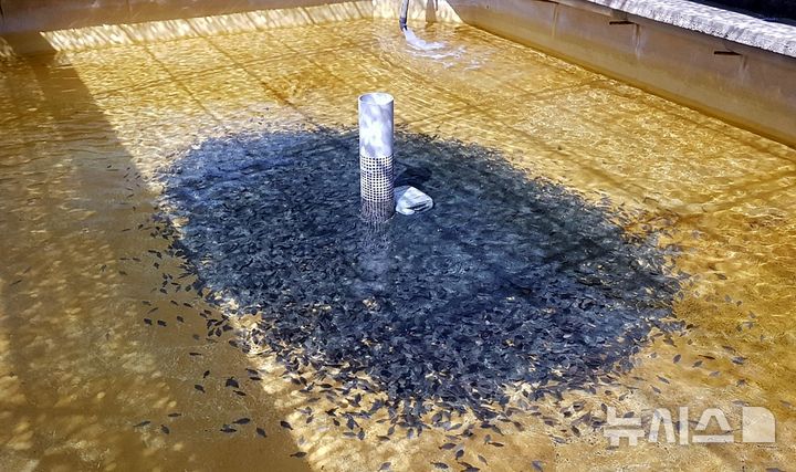 [제주=뉴시스] 양식장에 입식된 광어 치어 모습. (사진=제주도 해양수산연구원 제공) 2025.10.09. photo@newsis.com *재판매 및 DB 금지