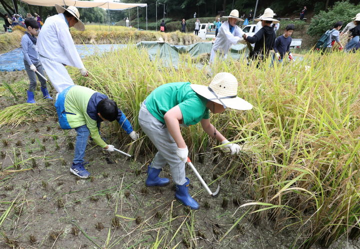[서울=뉴시스] 양재천 전통 가을걷이 체험. 2024.10.15. (사진=강남구 제공) *재판매 및 DB 금지