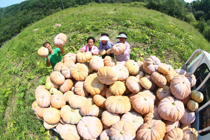 [함양=뉴시스] 함양군 누렁 호박 (사진=함양군 제공) 2025. 10. 09. photo@newsis.com *재판매 및 DB 금지