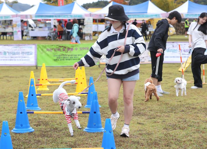 지난해 열린 댕냥이 명랑운동회 *재판매 및 DB 금지