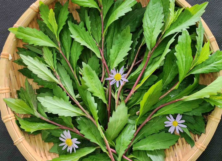 [나주=뉴시스] 쑥부쟁이 신품종 루비채. (사진 = 전남농업기술원 제공). 2025.10.10. photo@newsis.com *재판매 및 DB 금지
