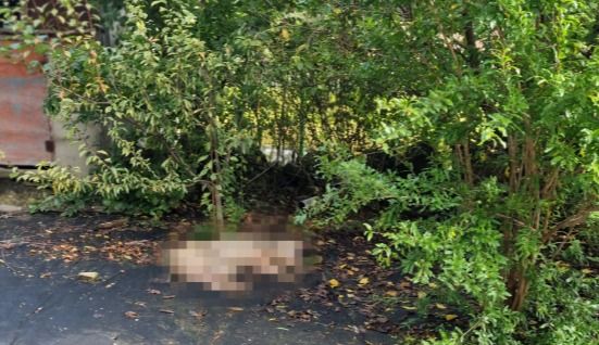 [함안=뉴시스]9일 경남 함안군 산인면에서 오토바이 헬멧으로 때려잡은 멧돼지 사체.(사진=경남소방본부제공) 2025.10.10.photo@newsis.com *재판매 및 DB 금지