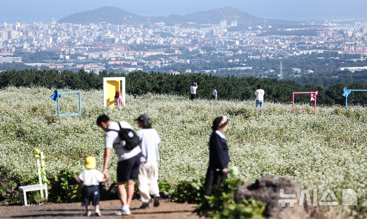 [제주=뉴시스] 우장호 기자 = 맑은 날씨를 보인 10일 오전 제주시 오라동 메밀꽃밭을 찾은 관광객들이 만개한 메밀꽃을 감상하며 가을 날씨를 만끽하고 있다. 2025.10.10. woo1223@newsis.com