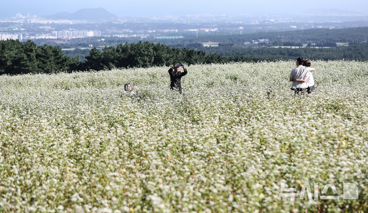 [제주=뉴시스] 우장호 기자 = 맑은 날씨를 보인 10일 오전 제주시 오라동 메밀꽃밭을 찾은 관광객들이 만개한 메밀꽃을 감상하며 가을 날씨를 만끽하고 있다. 2025.10.10. woo1223@newsis.com