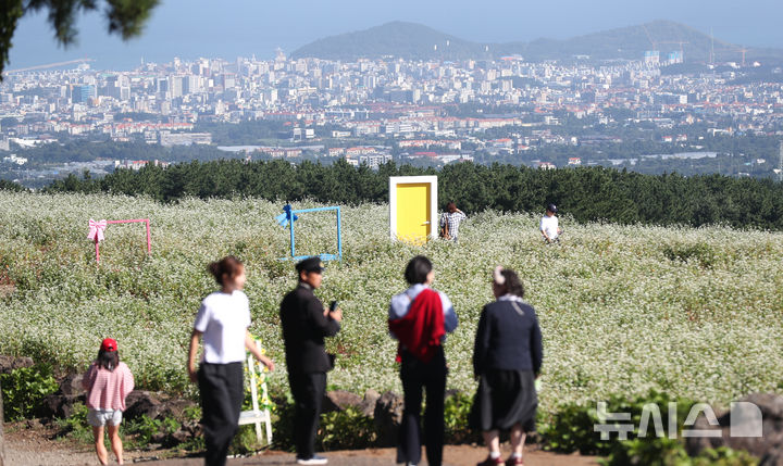 [제주=뉴시스] 우장호 기자 = 맑은 날씨를 보인 10일 오전 제주시 오라동 메밀꽃밭을 찾은 관광객들이 만개한 메밀꽃을 감상하며 가을 날씨를 만끽하고 있다. 2025.10.10. woo1223@newsis.com