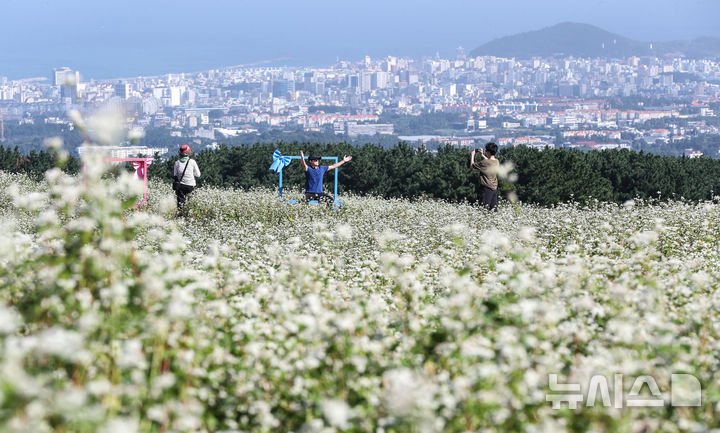[제주=뉴시스] 우장호 기자 = 맑은 날씨를 보인 10일 오전 제주시 오라동 메밀꽃밭을 찾은 관광객들이 만개한 메밀꽃을 감상하며 가을 날씨를 만끽하고 있다. 2025.10.10. woo1223@newsis.com