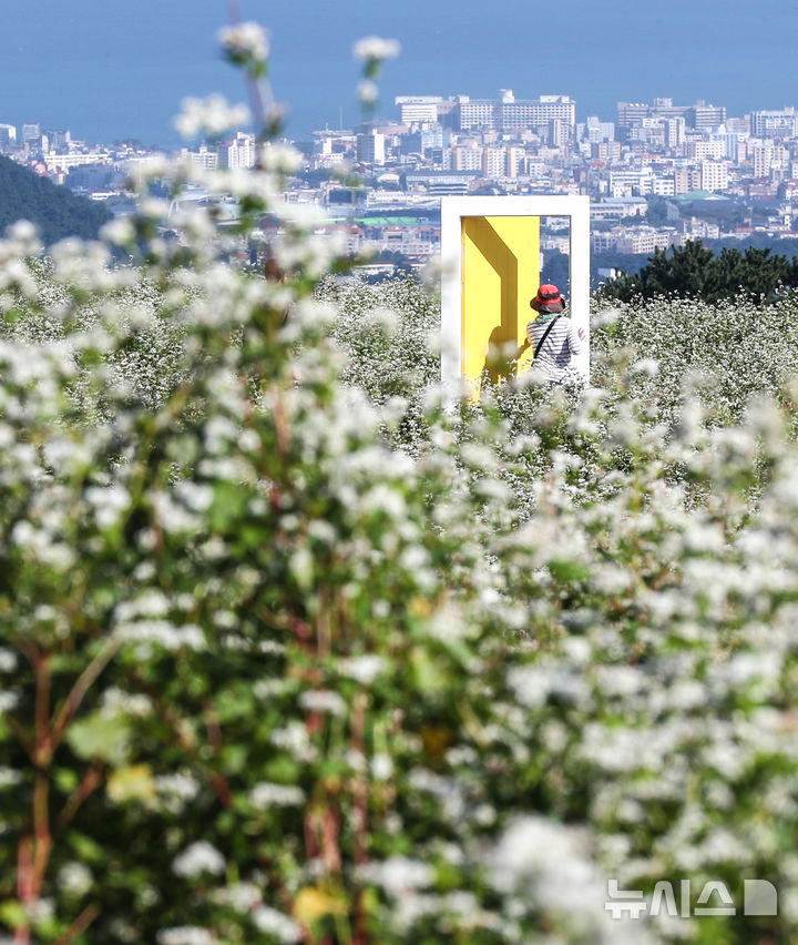 [제주=뉴시스] 우장호 기자 = 맑은 날씨를 보인 10일 오전 제주시 오라동 메밀꽃밭을 찾은 관광객들이 만개한 메밀꽃을 감상하며 가을 날씨를 만끽하고 있다. 2025.10.10. woo1223@newsis.com