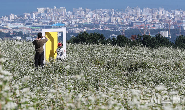 [제주=뉴시스] 우장호 기자 = 맑은 날씨를 보인 10일 오전 제주시 오라동 메밀꽃밭을 찾은 관광객들이 만개한 메밀꽃을 감상하며 가을 날씨를 만끽하고 있다. 2025.10.10. woo1223@newsis.com