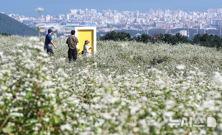 [제주=뉴시스] 우장호 기자 = 맑은 날씨를 보인 10일 오전 제주시 오라동 메밀꽃밭을 찾은 관광객들이 만개한 메밀꽃을 감상하며 가을 날씨를 만끽하고 있다. 2025.10.10. woo1223@newsis.com