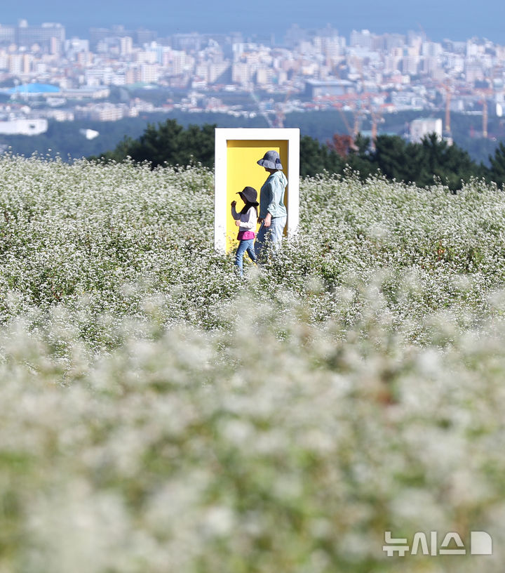 [제주=뉴시스] 우장호 기자 = 맑은 날씨를 보인 10일 오전 제주시 오라동 메밀꽃밭을 찾은 관광객들이 만개한 메밀꽃을 감상하며 가을 날씨를 만끽하고 있다. 2025.10.10. woo1223@newsis.com