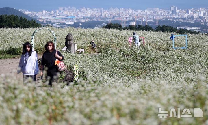 [제주=뉴시스] 우장호 기자 = 맑은 날씨를 보인 10일 오전 제주시 오라동 메밀꽃밭을 찾은 관광객들이 만개한 메밀꽃을 감상하며 가을 날씨를 만끽하고 있다. 2025.10.10. woo1223@newsis.com