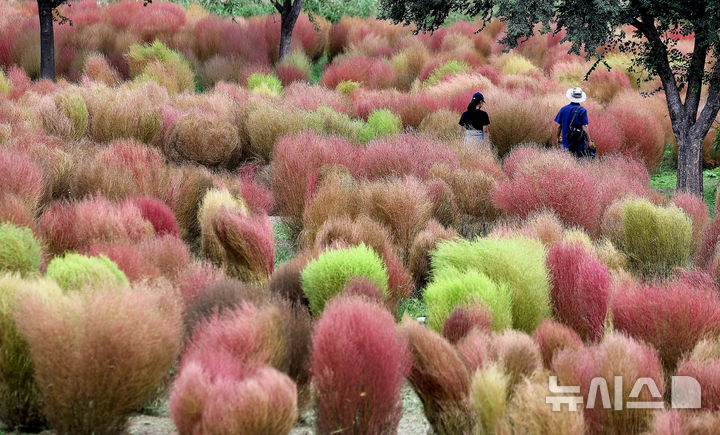 [대구=뉴시스] 이무열 기자 = 가을이 성큼 다가온 10일 대구 북구 금호강 하중도에 댑싸리가 붉게 물들어가고 있다. 2025.10.10. lmy@newsis.com